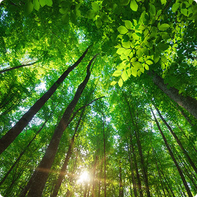 Natur (Biodiversität / Fauna & Flora)
