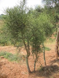 Un euphorbe, arbuste typique des plateaux, Rusi (Karuzi).