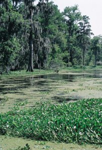 Bayou proche de La Nouvelle-Orléans.