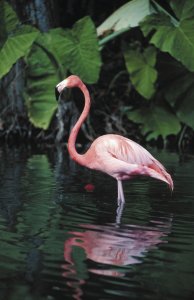 Flamant rose, symbole de la Floride.