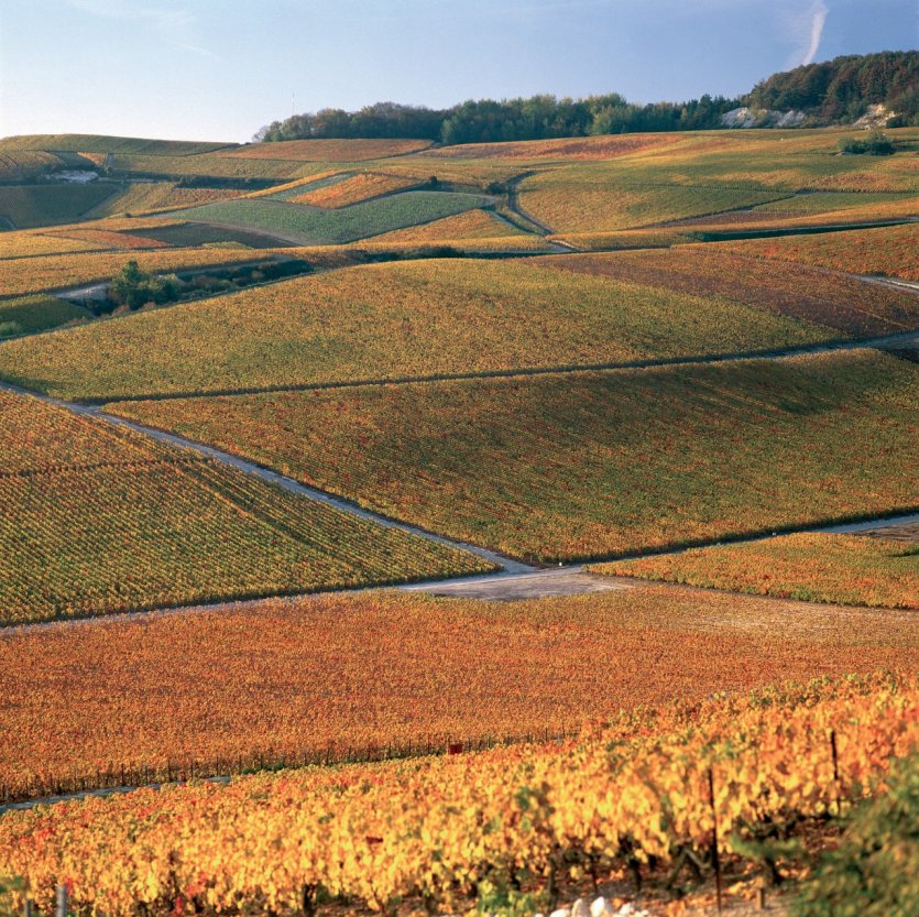 Vignoble de Champagne