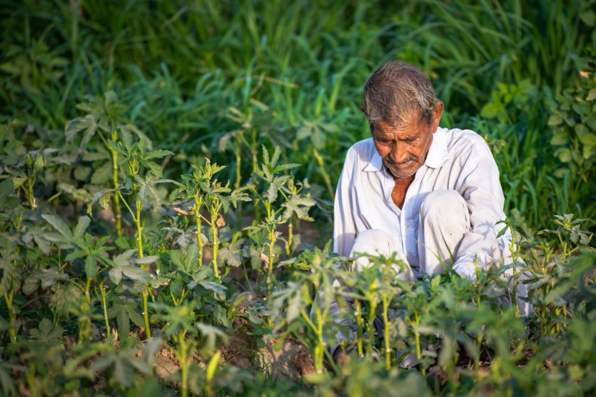 Agriculture dans la région du Sindh.