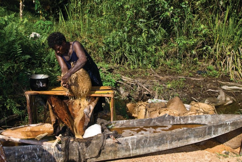 Technique d'extraction de l'amidon du sagou en passant la pulpe à l'eau.