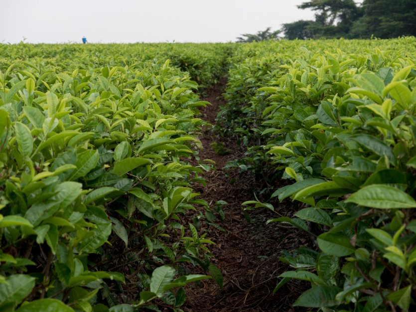 Plantations de thé.