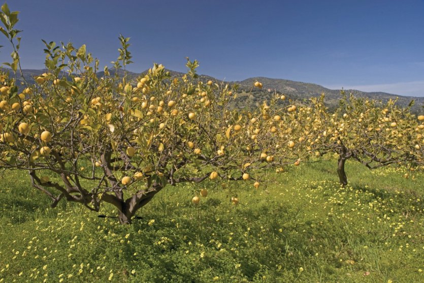 Citronniers dans le parc naturel protégé des Madonie.