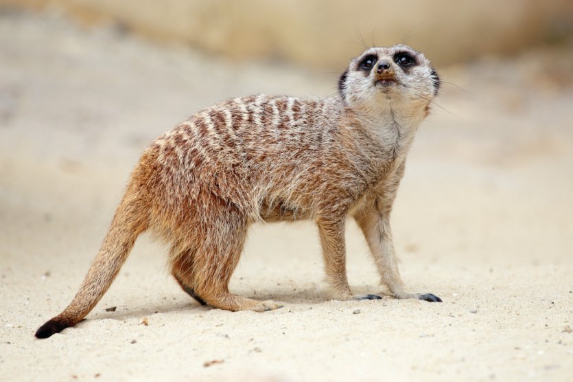 Suricate.