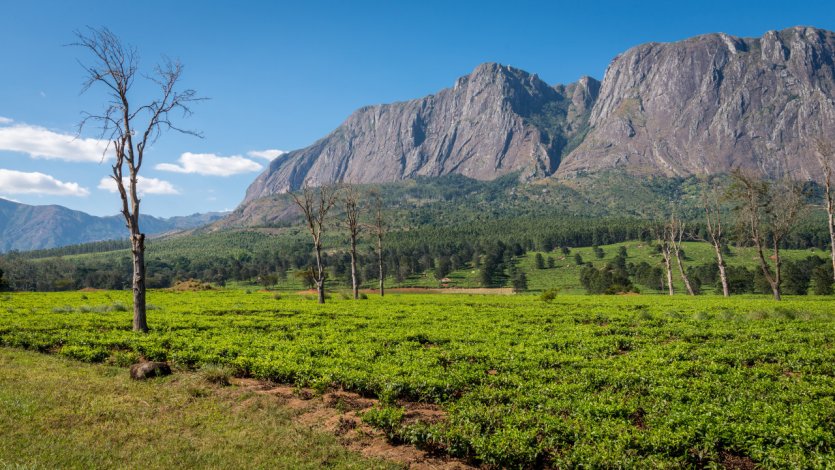 Massif de Mulanje.