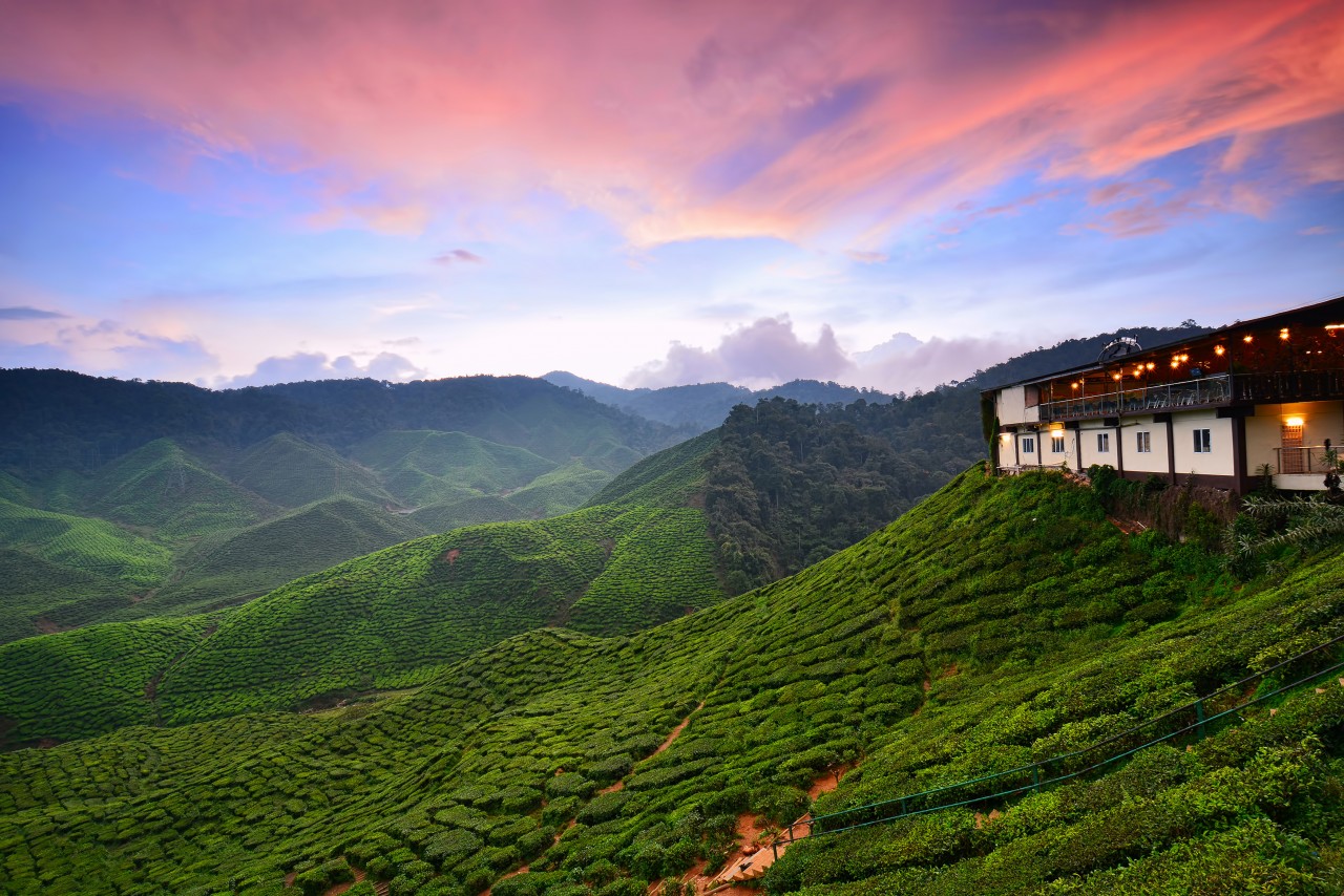 Plantation de thé des Cameron Highlands.