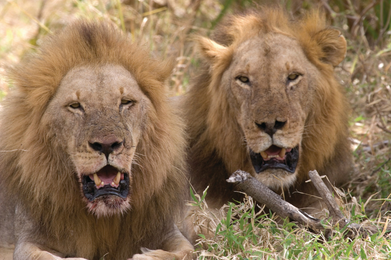 Lions du Selous Game Reserve