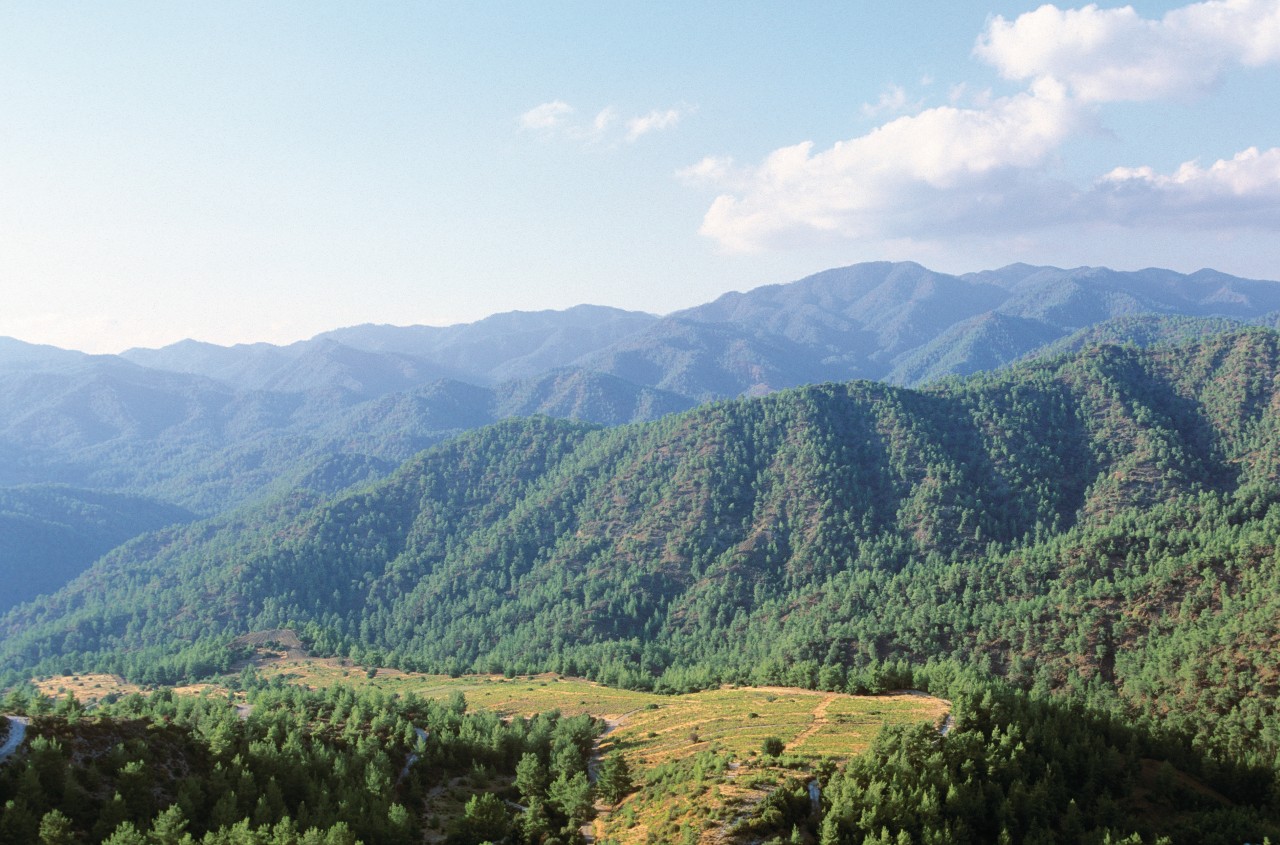 Forêt de Paphos et vallée de cèdres.