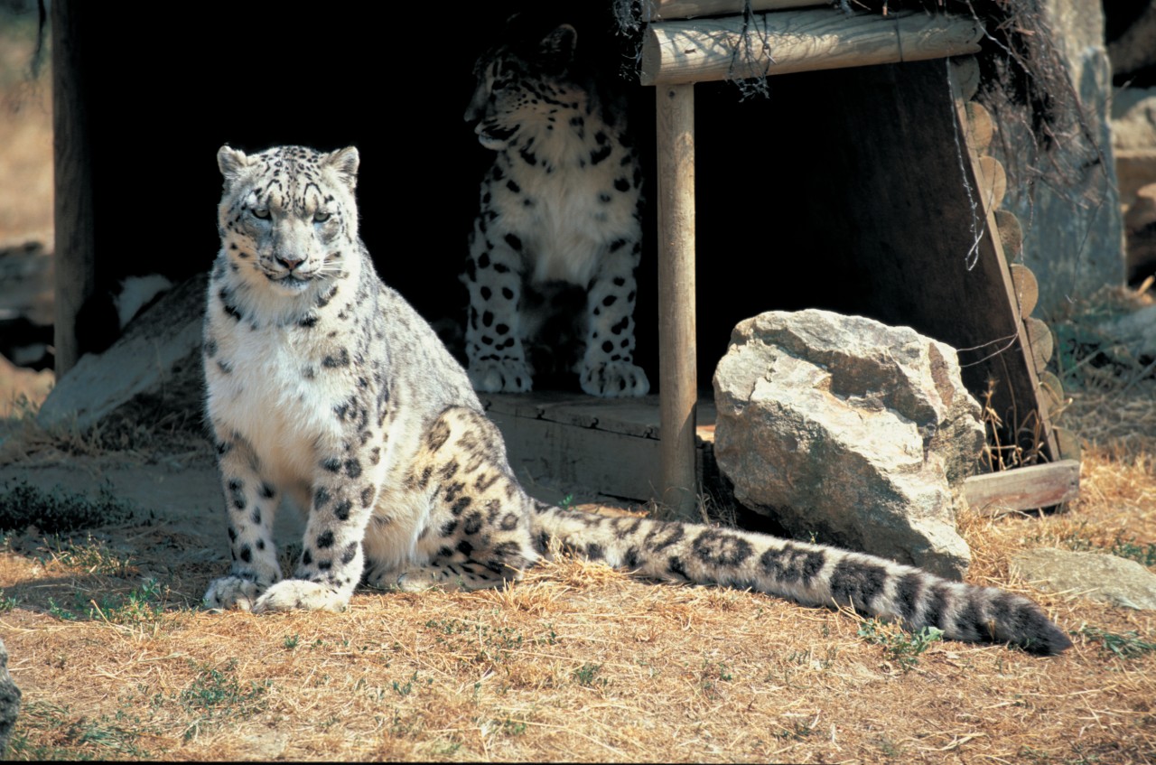 Panthères des neiges - Safari-parc de Peaugres