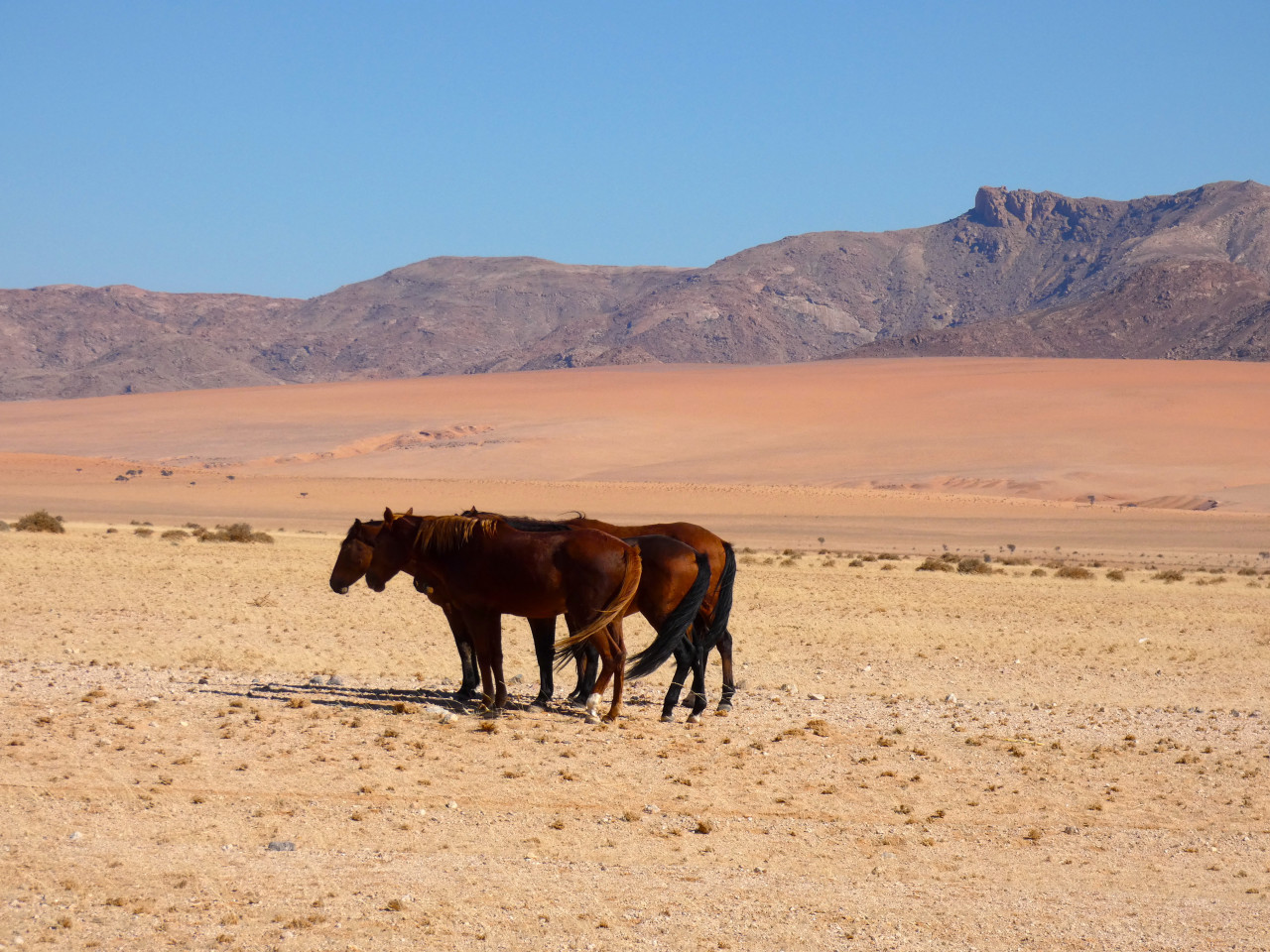 Chevaux sauvages dans le Sud-Namib.