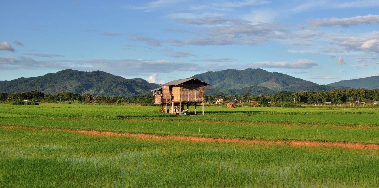 Champs de riz à Luang Namtha.