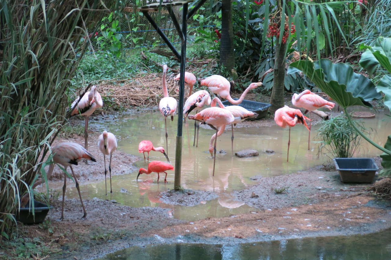 Flamant Rose - Valombreuse.