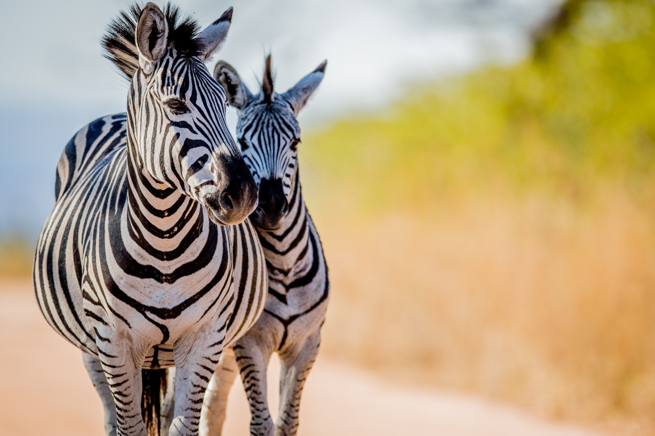 Kruger national park.