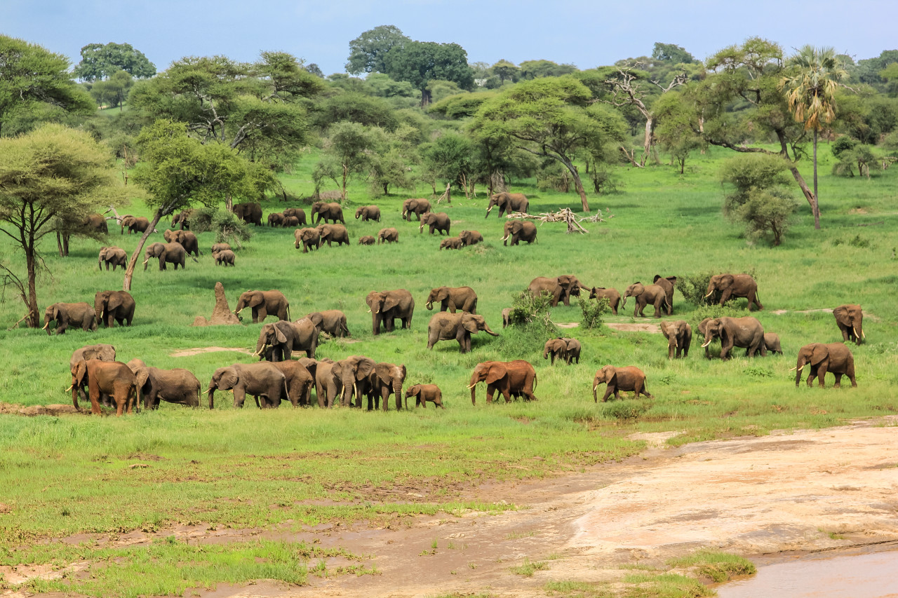 Tarangire national park.