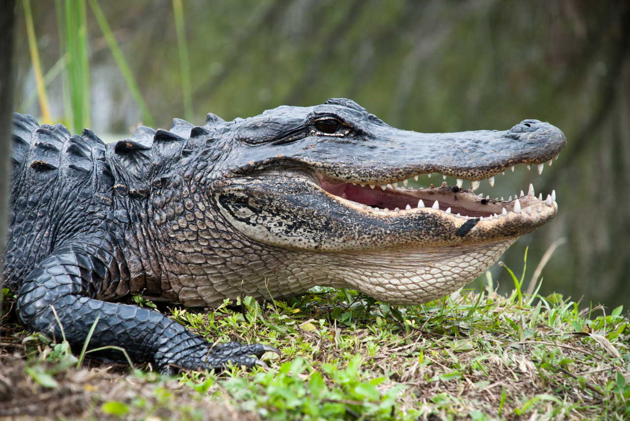 <p>Alligator, Everglades national park.</p>