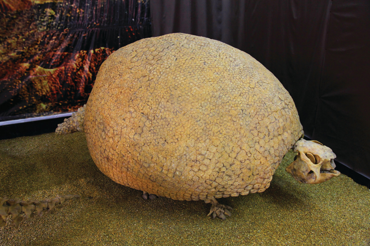 Un quirquincho (tatou) préhistorique dans le musée de Tarija.