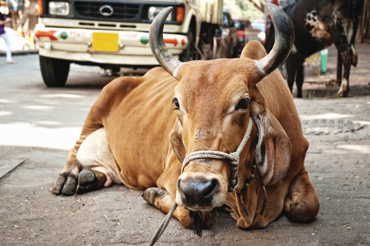 Vache sacrée dans les rues de Bombay.