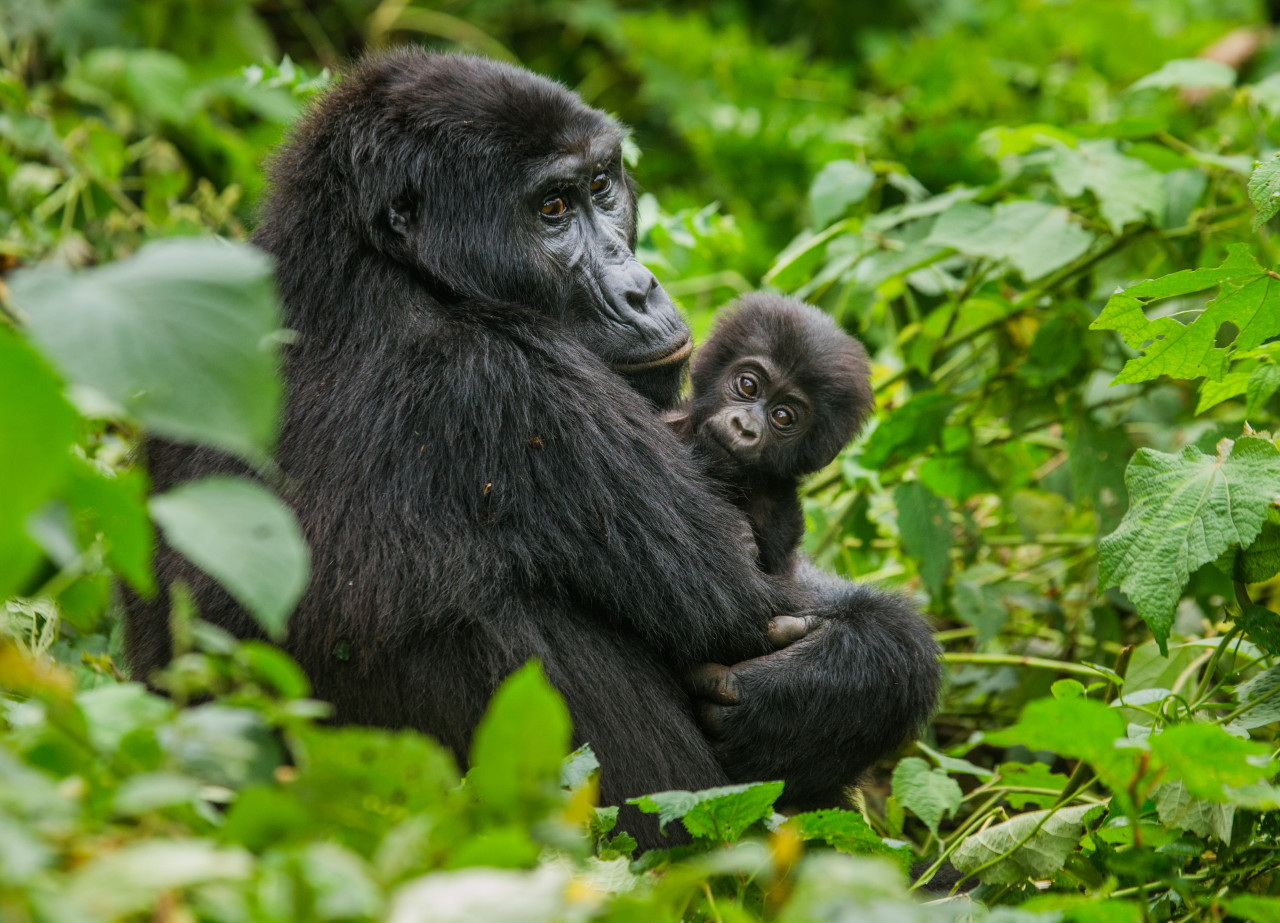 Forêt impénétrable de Bwindi.