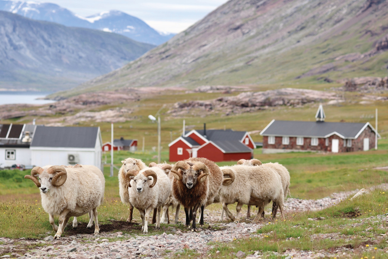 <p>Moutons dans la colonie d'Igaliku.</p>