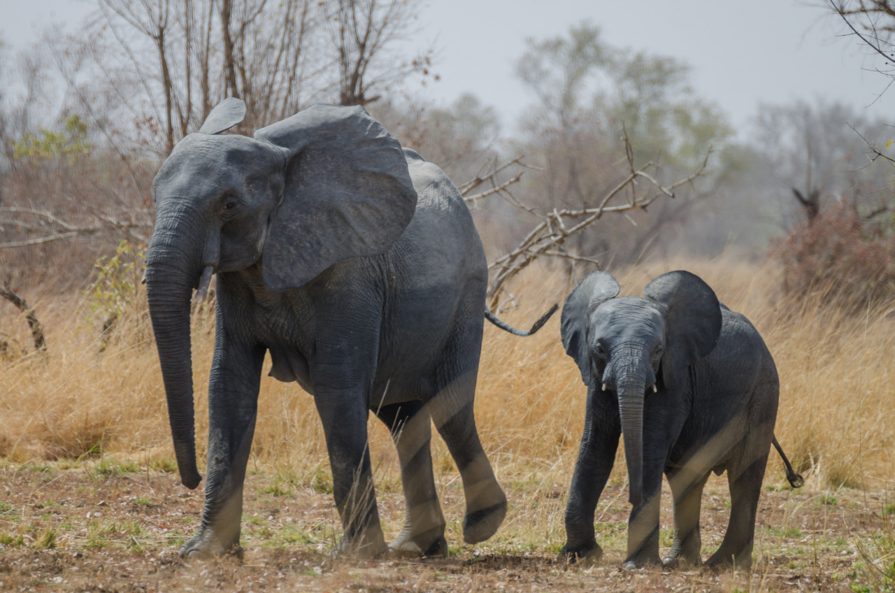 Eléphants dans le parc national de la Pendjari.