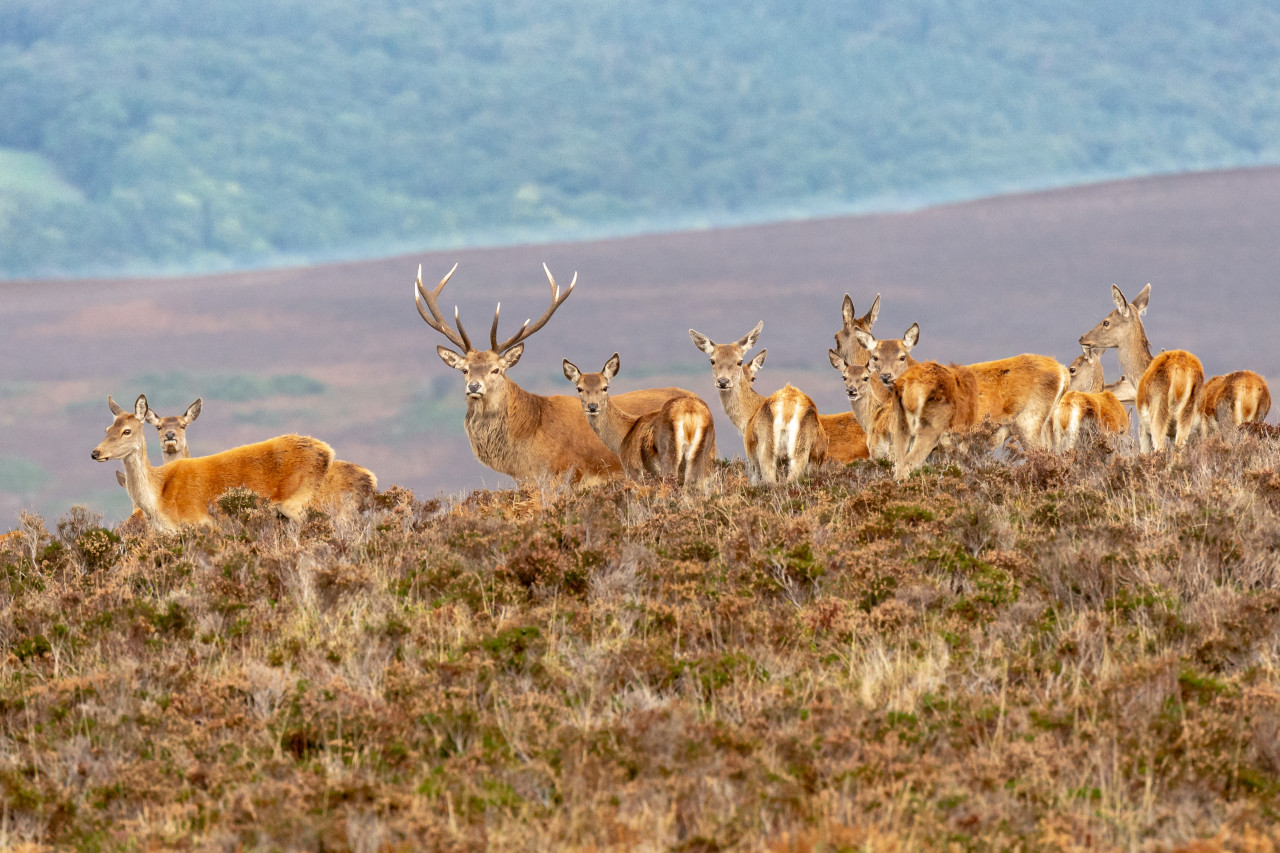 <p>Des cerfs au Exmoor National Park.</p>