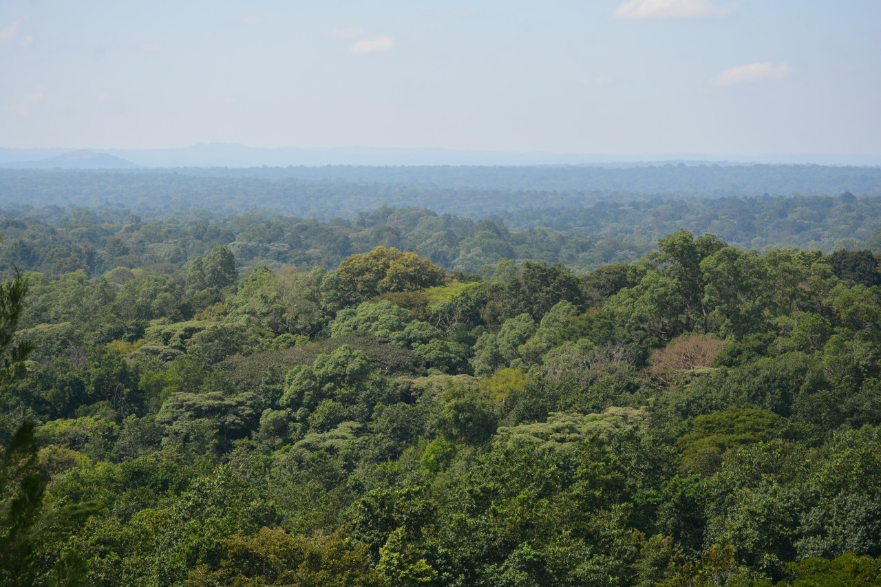 Réserve de Kakamega.