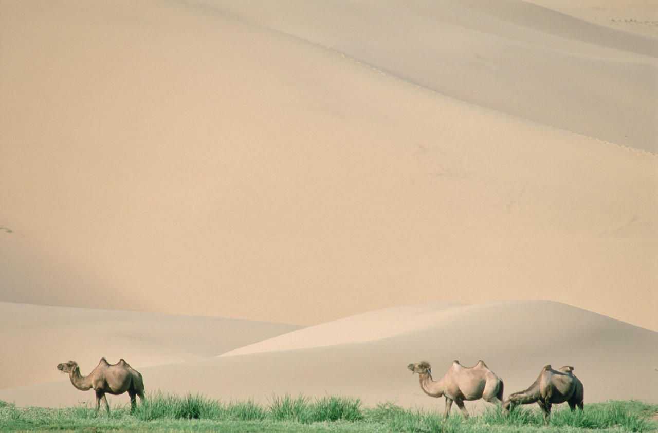 Parc national du Gobi, dune de Khongoryn-Els.