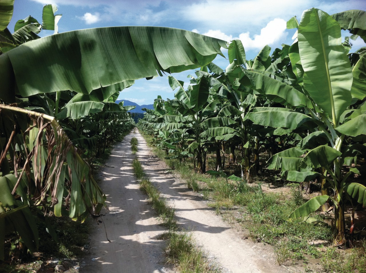 Plantation de banane près de Quirigua.