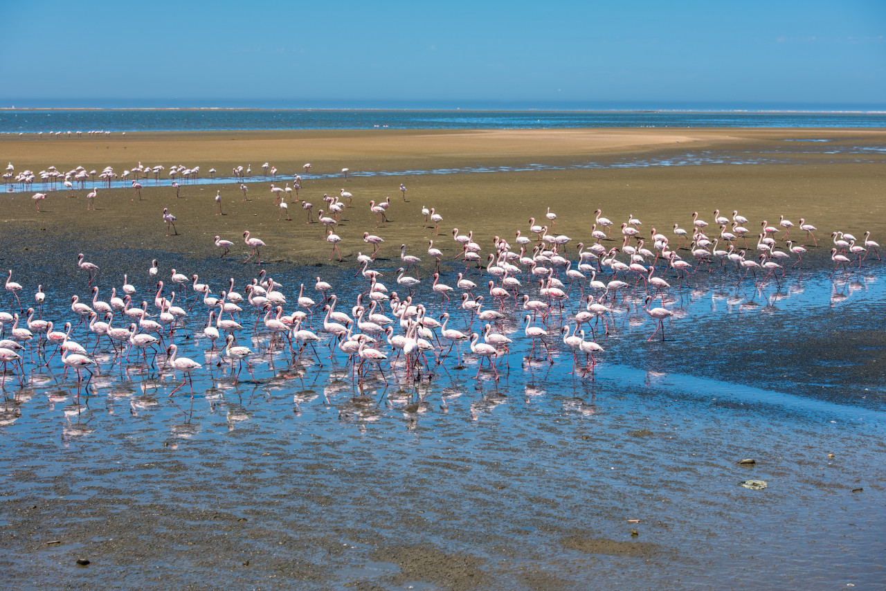 Flamants roses de Walvis Bay.