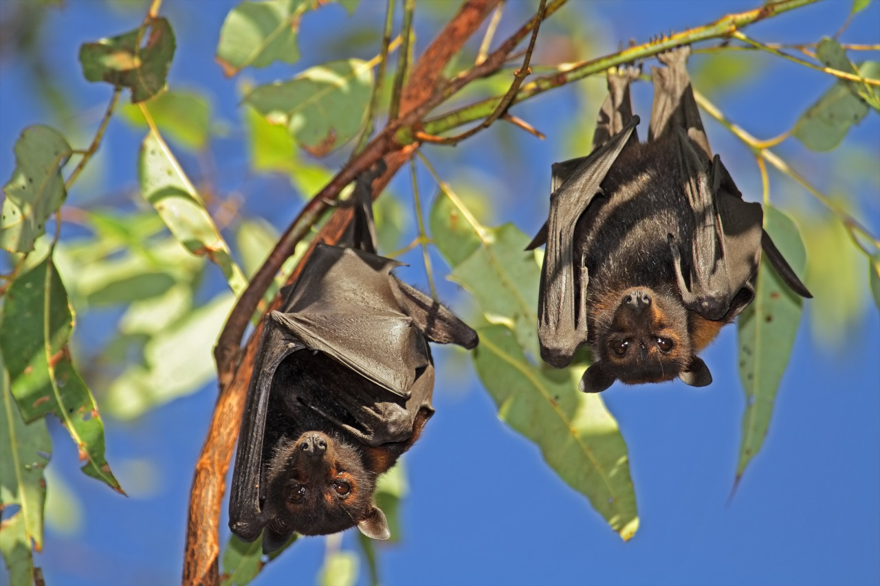 Chauve-souris, Kakadu National Park.