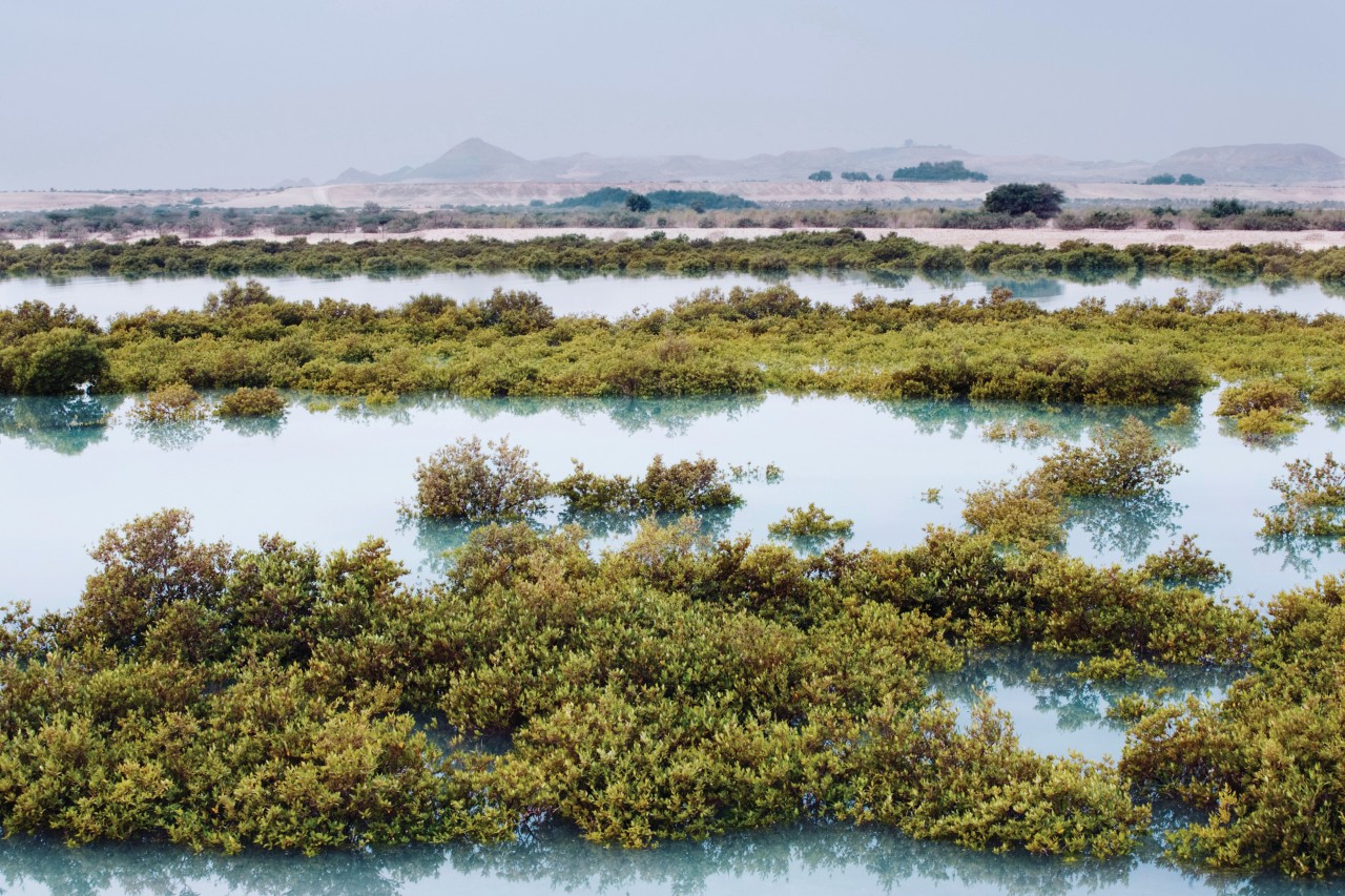 Mangroves de Sir Bani Yas.