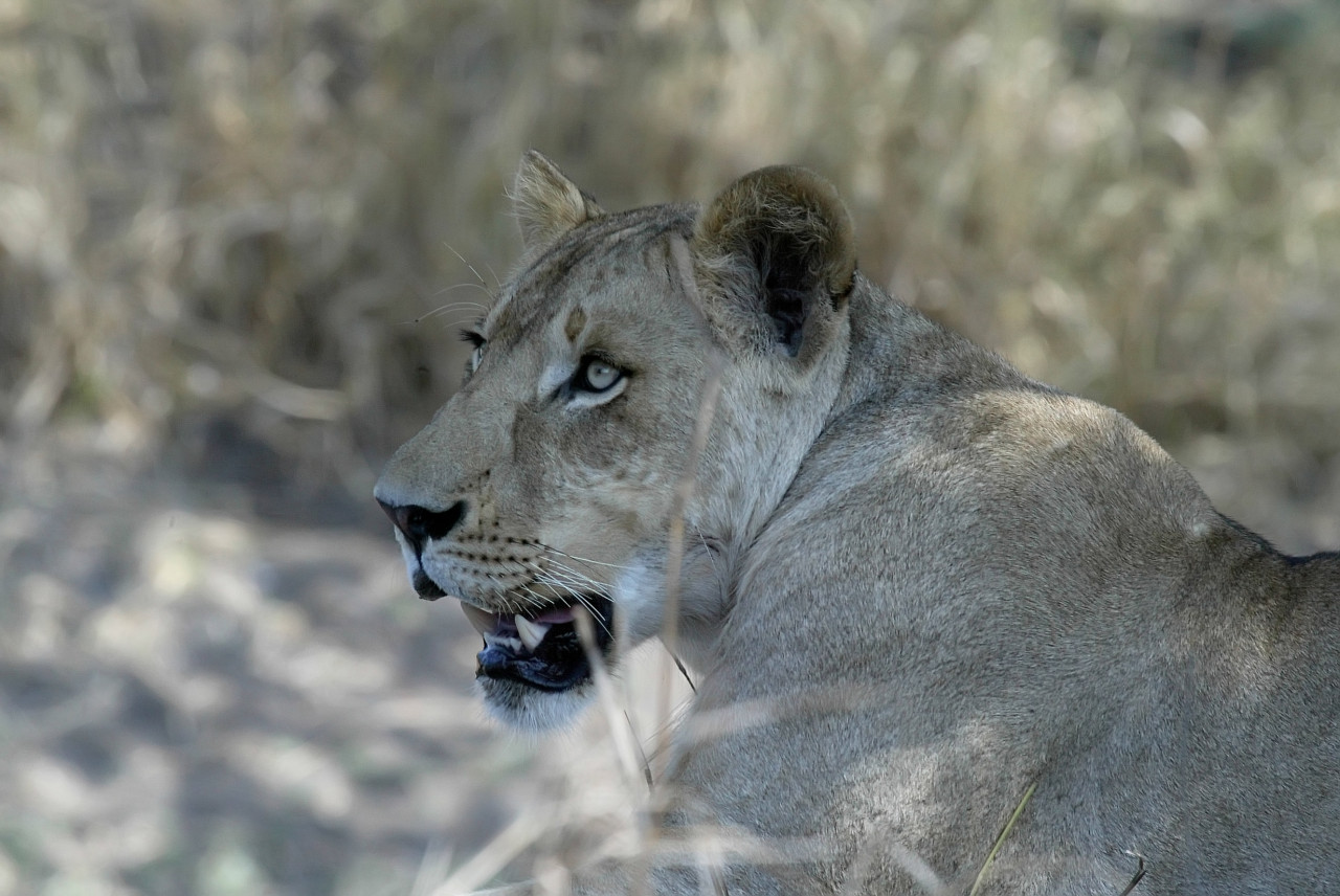 Lionne dans le parc national de Gorongosa.