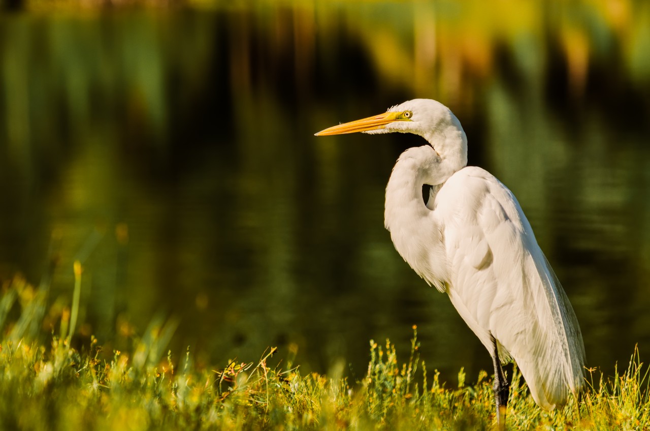 Aigrette dans le bayou.