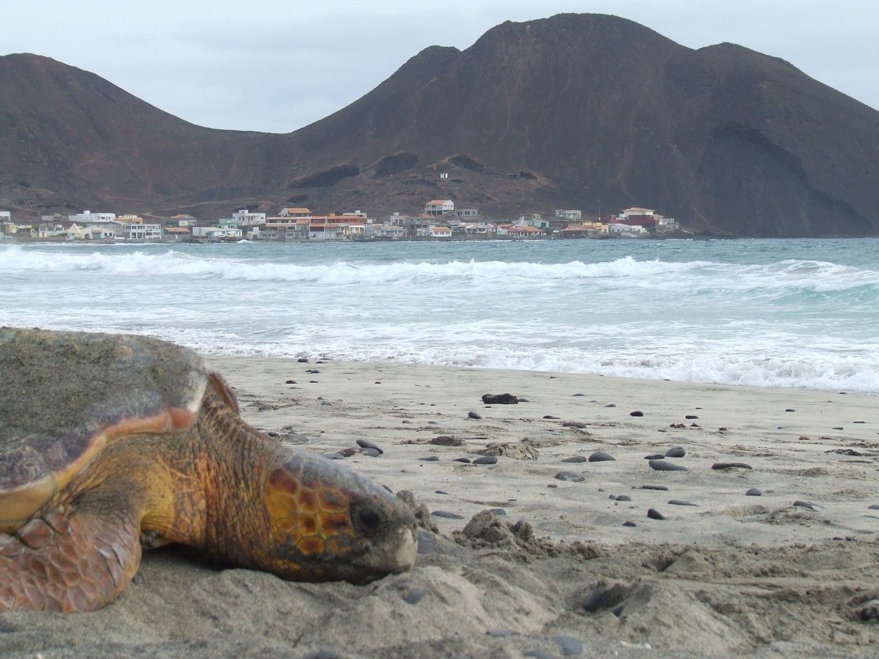 Tortue de la plage de Calhau.