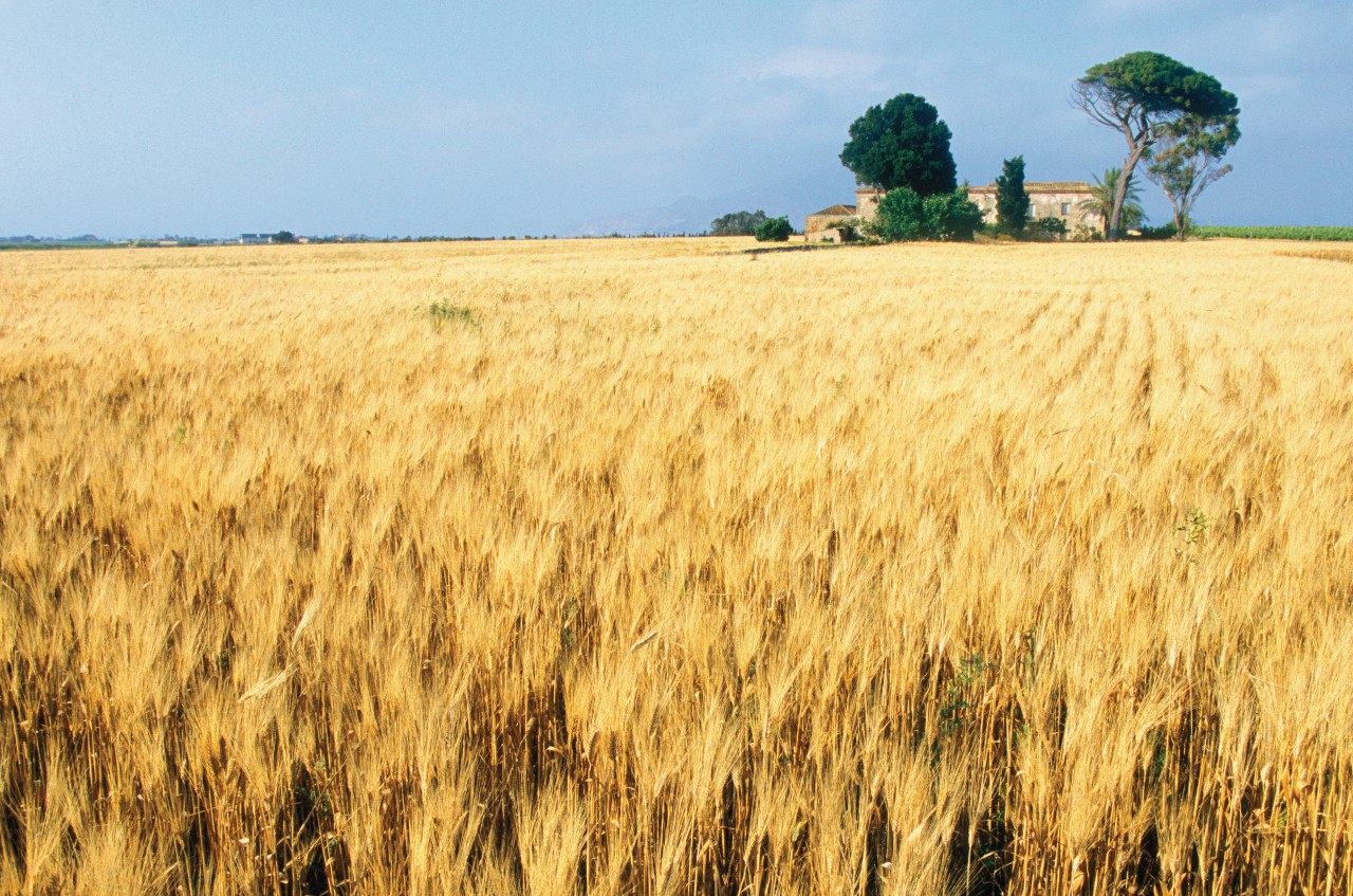 Champs de blé dans les environs de Trapani.