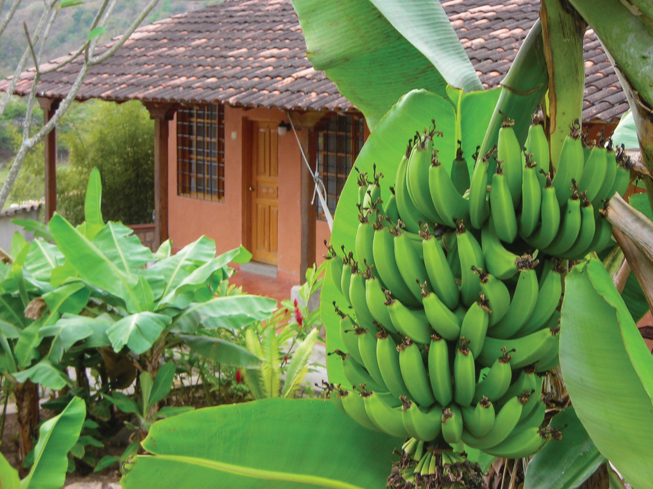 Plantation de bananes près de Copan.