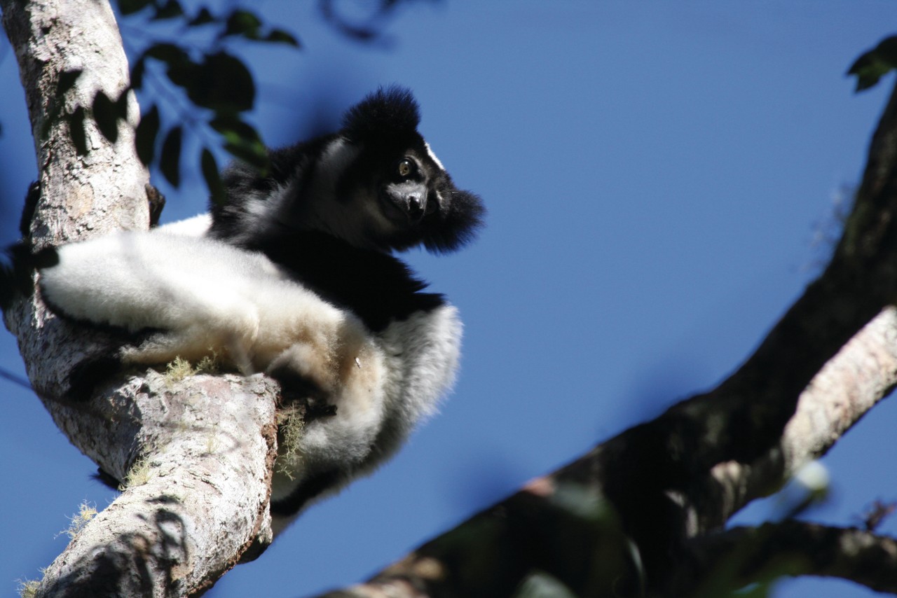 Indri Indri dans le parc national d'Andasibe