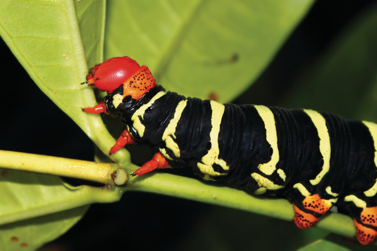 Pseudosphinx tetrio.