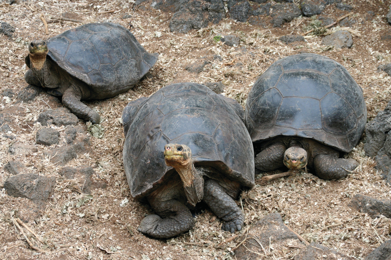 Tortues terrestres dorlotées au Centre Darwin sur Santa Cruz.