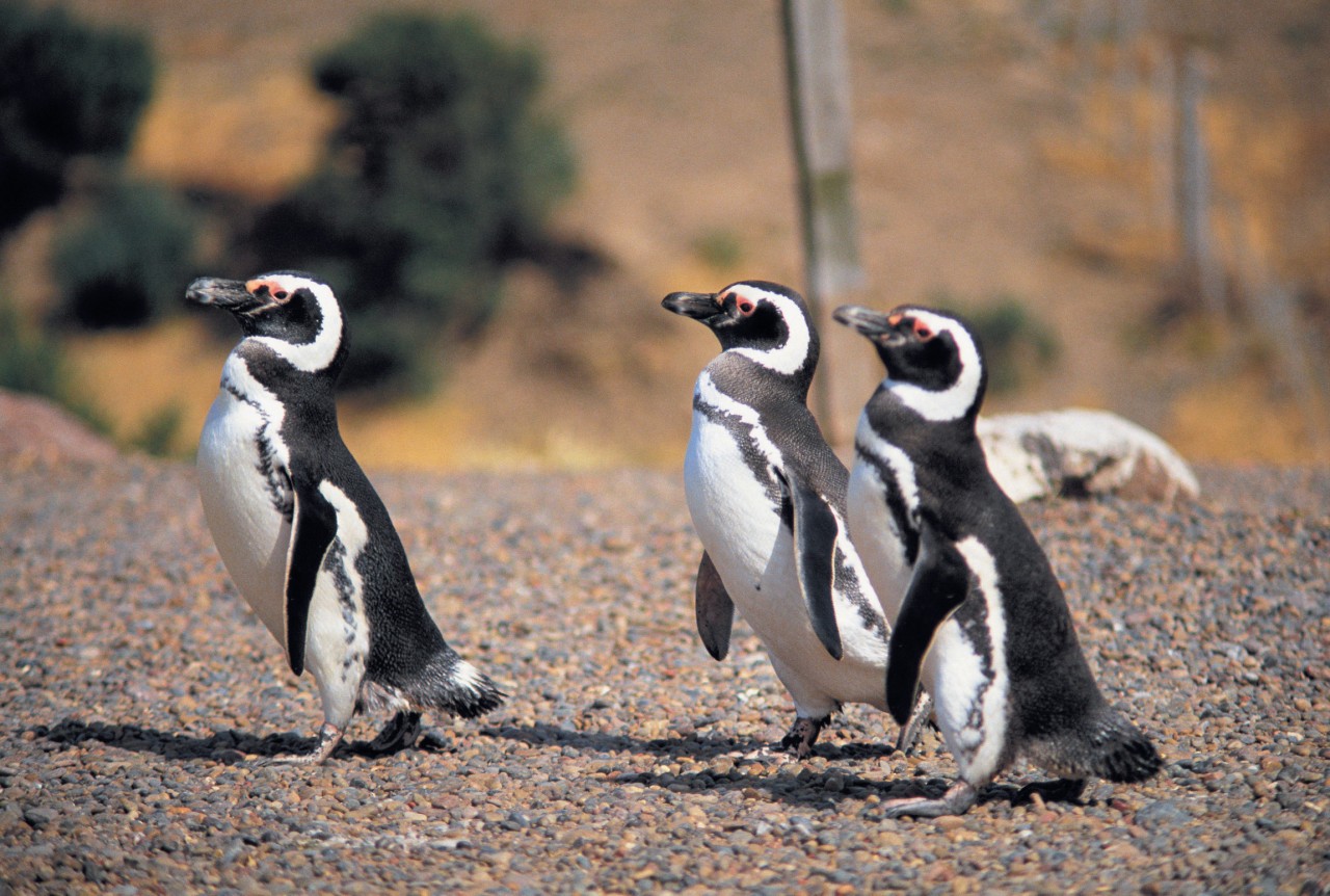 Pingouins à Punta Tombo.