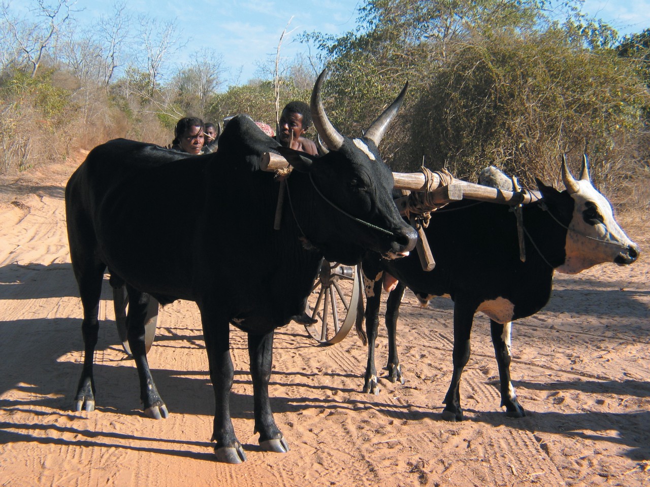 Char à zébu, route entre Belo-sur-Tsiribihina et Morondava