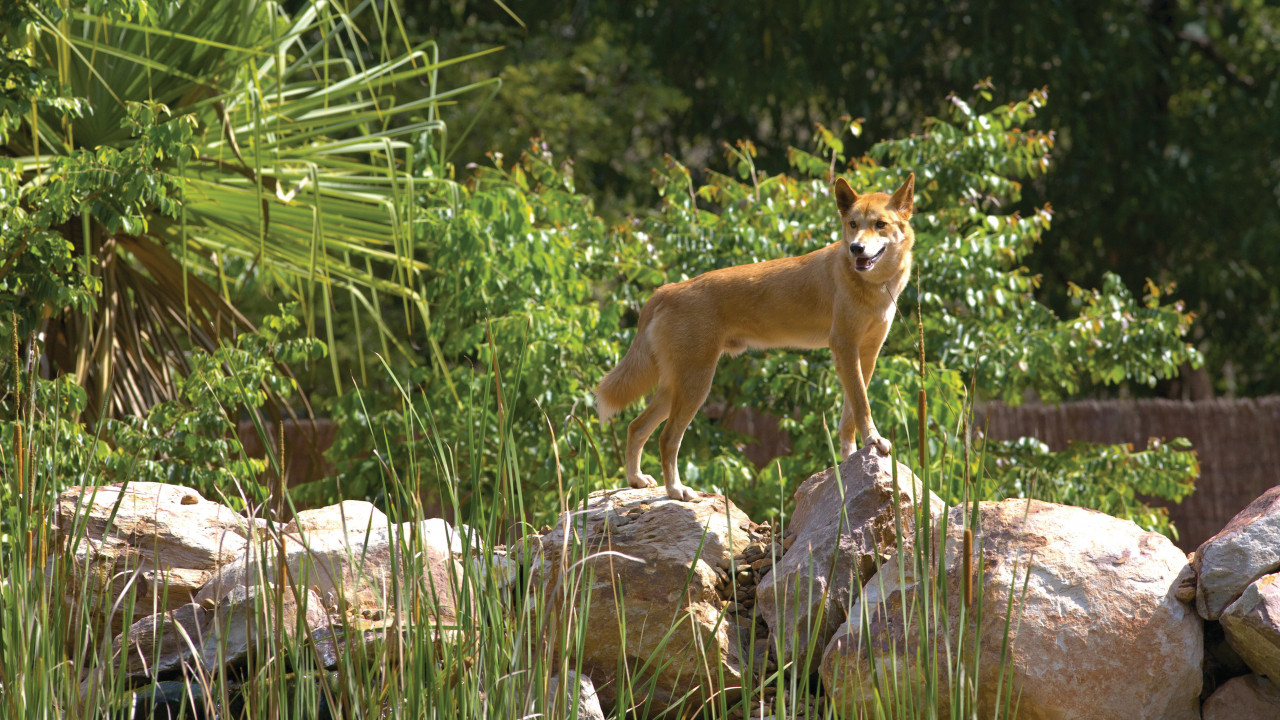 Dingo au Territory Wildlife Park