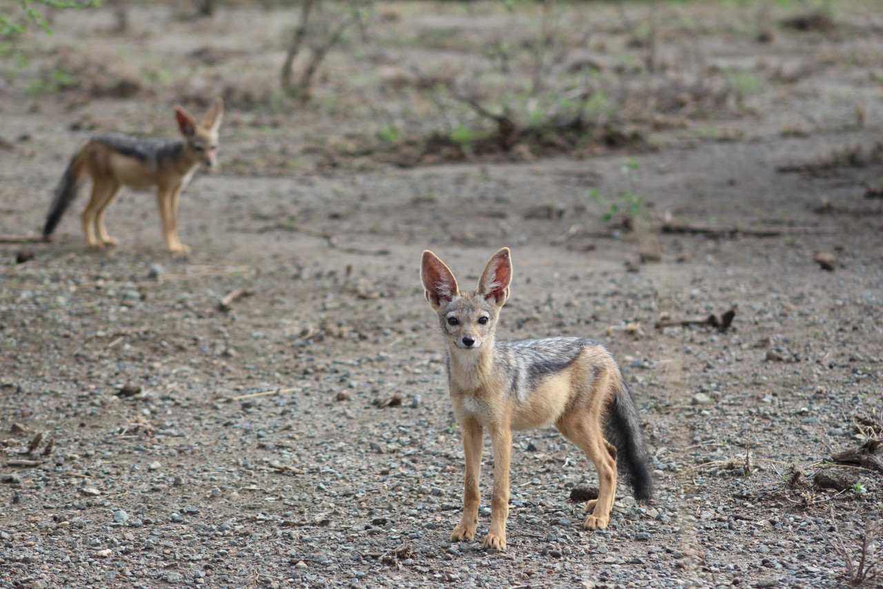 Chacal dans le parc national d'Awash.