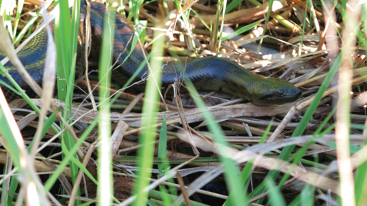 Anaconda dans les marais proches de la rivière Yacuma.