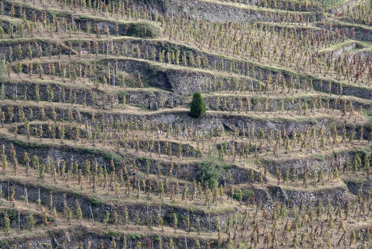 Le vignoble de Condrieu