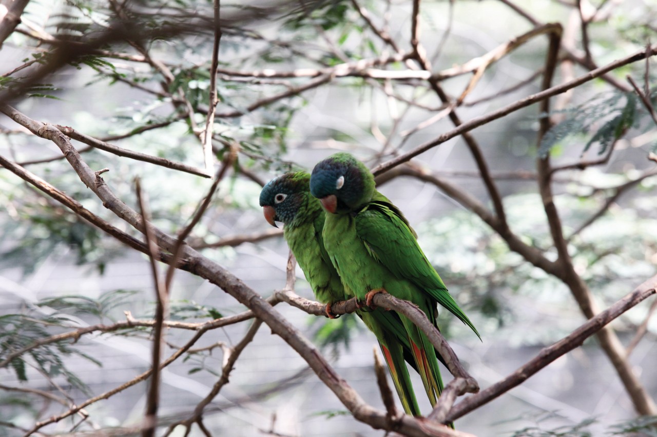 Perroquets dans le parc Guëmbe, Santa Cruz.