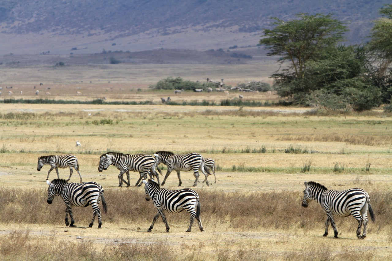 Troupeau de zèbres dans l'aire de conservation du Ngorongoro