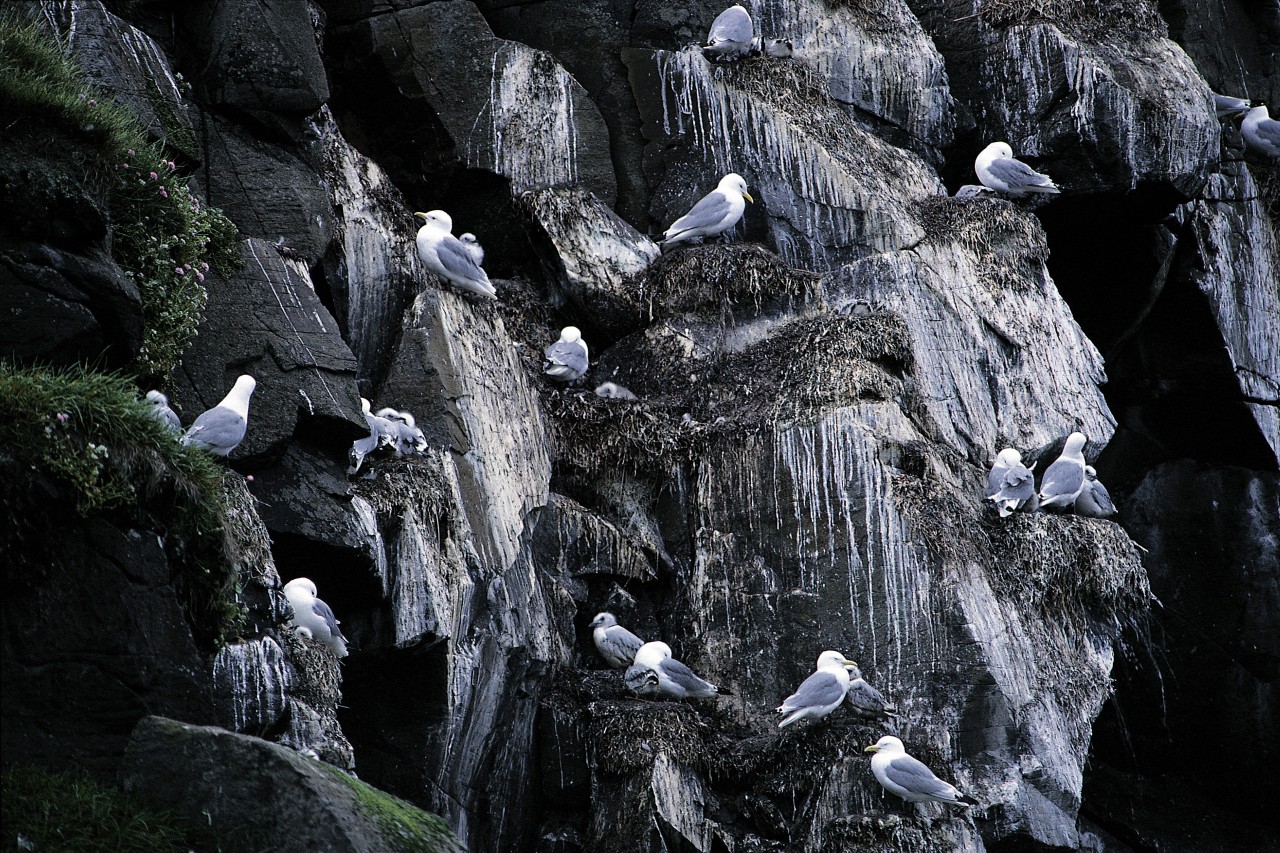 Île de Flatey, mouettes.